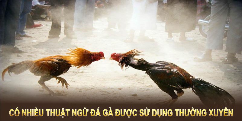 Có nhiều thuật ngữ đá gà được cộng đồng thường xuyên nhắc đến 