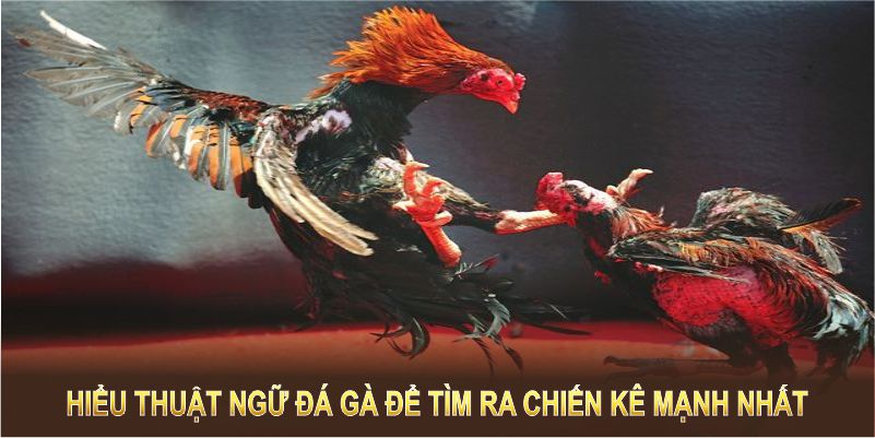 Hiểu thuật ngữ đá gà trong chọn giống để tìm ra chiến kê mạnh nhất