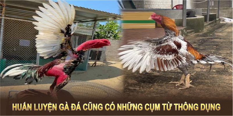 Huấn luyện gà đá cũng có những cụm từ thông dụng 